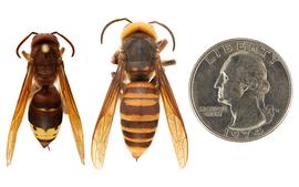   Vespa orientalis  (left) compared to  Vespa mandarinia  (right), dorsal view; photos by Hanna Royals and Todd Gilligan, USDA APHIS PPQ ITP 
